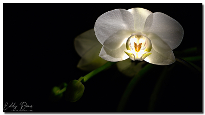 Spot op orchidee